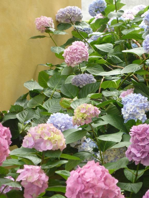 Occimiano L'Adele Bed & Breakfast מראה חיצוני תמונה